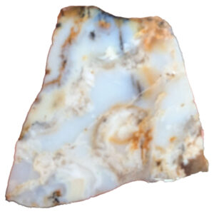 Indonesian Opalized Lapidary Slab, shown wet