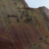 8502 sonoran dendritic 3