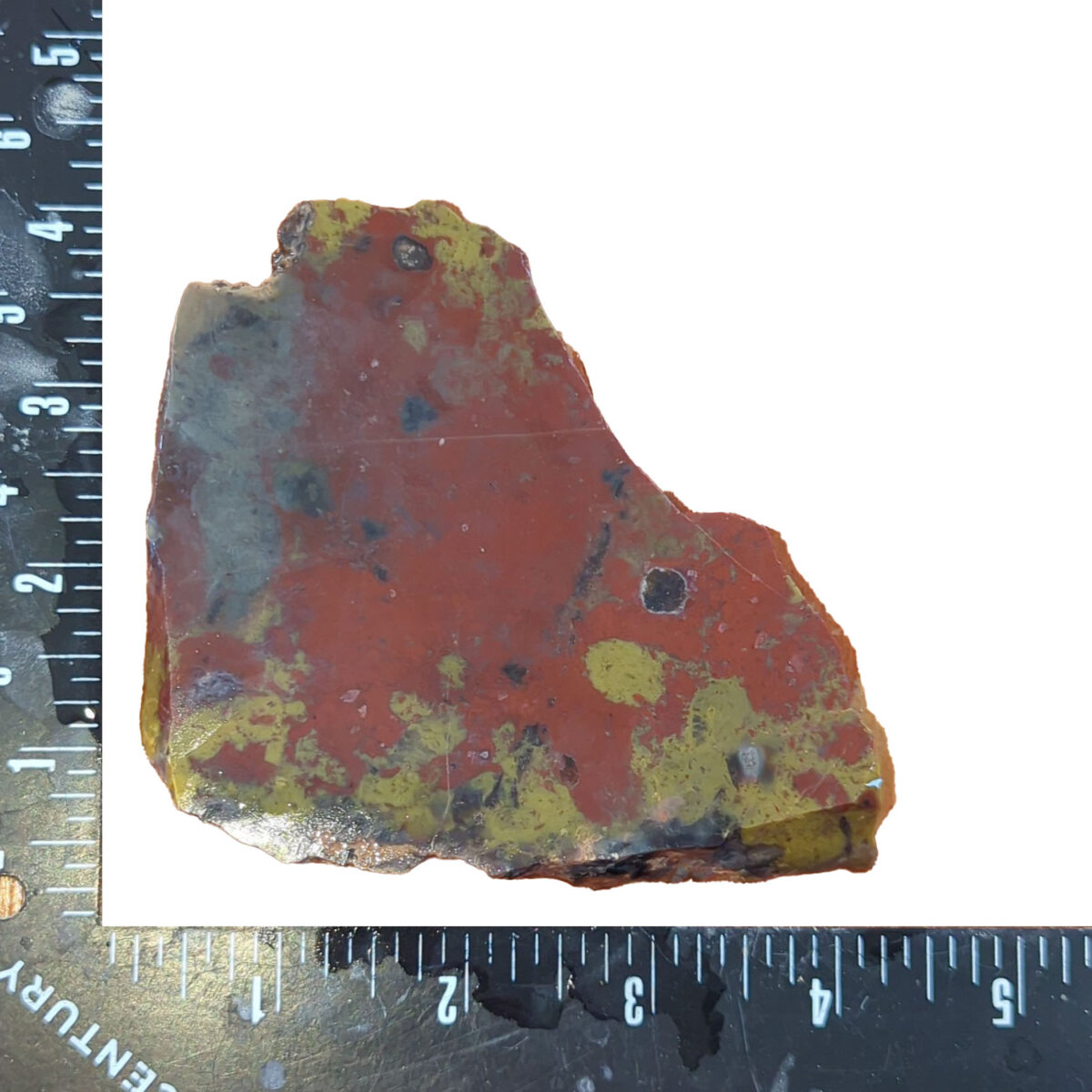 8521-yellowcat-jasper-3