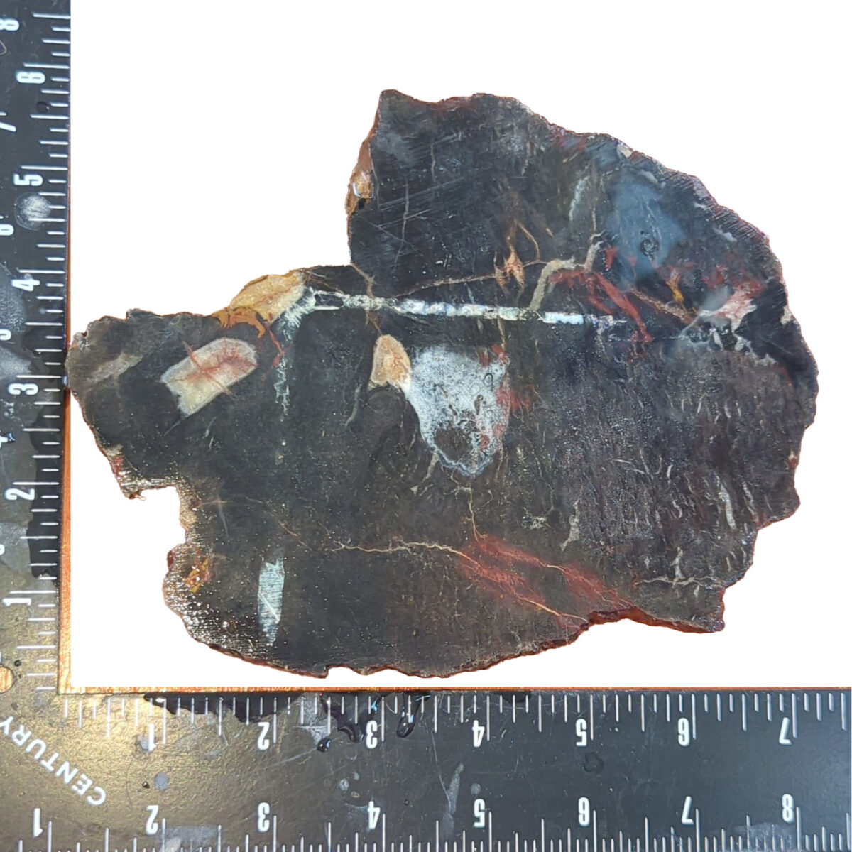 8523-petrified-wood-1