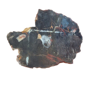 8523 Petrified wood Lapidary Slab, shown wet