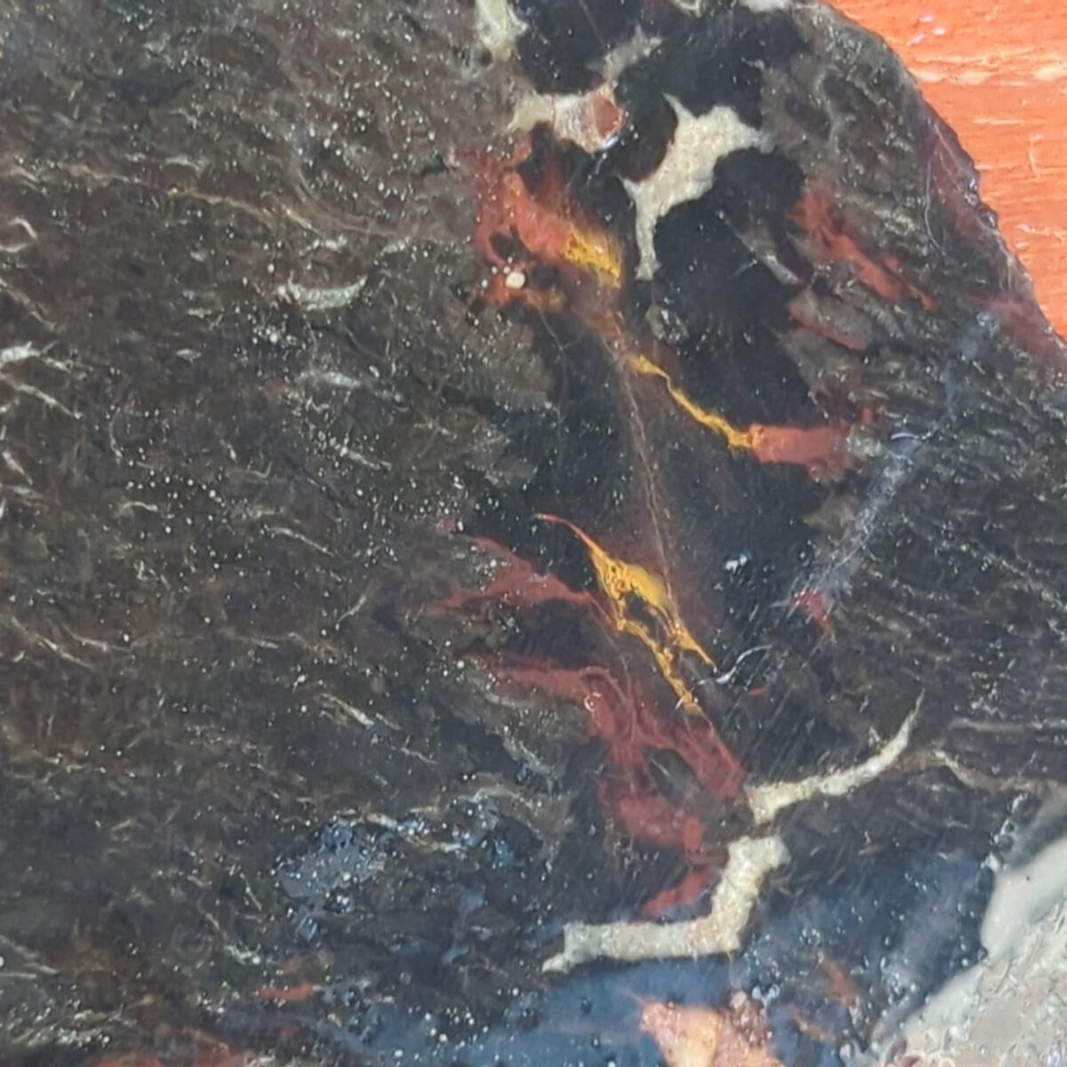 8523-petrified-wood-6