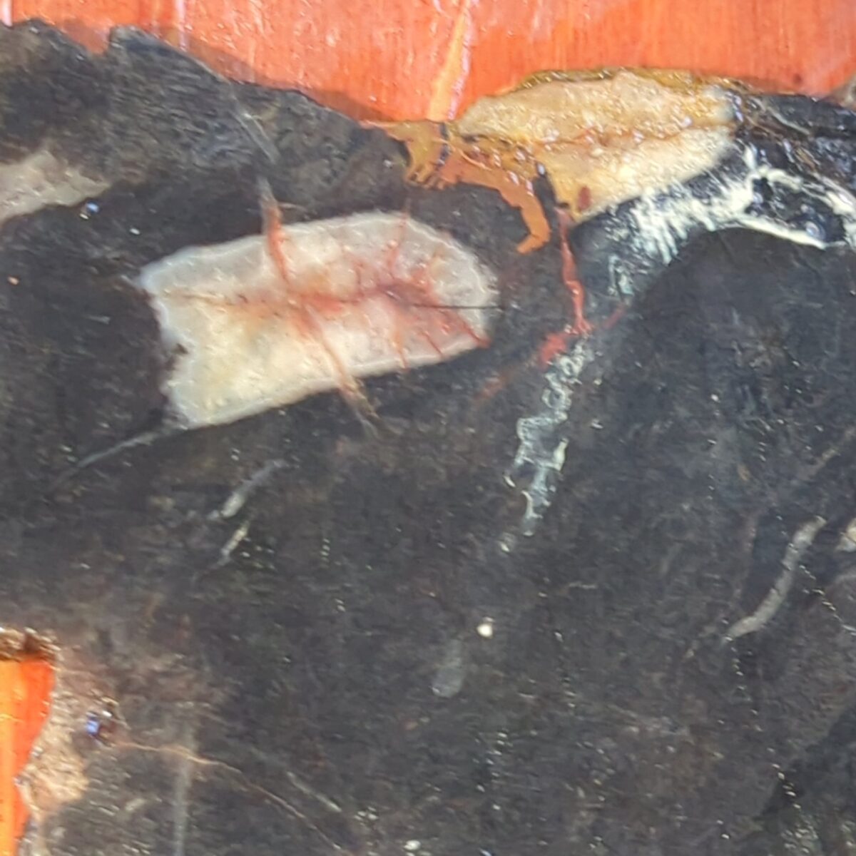 8523-petrified-wood-7