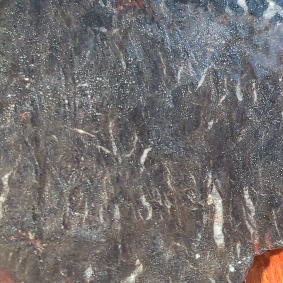 8523-petrified-wood-8