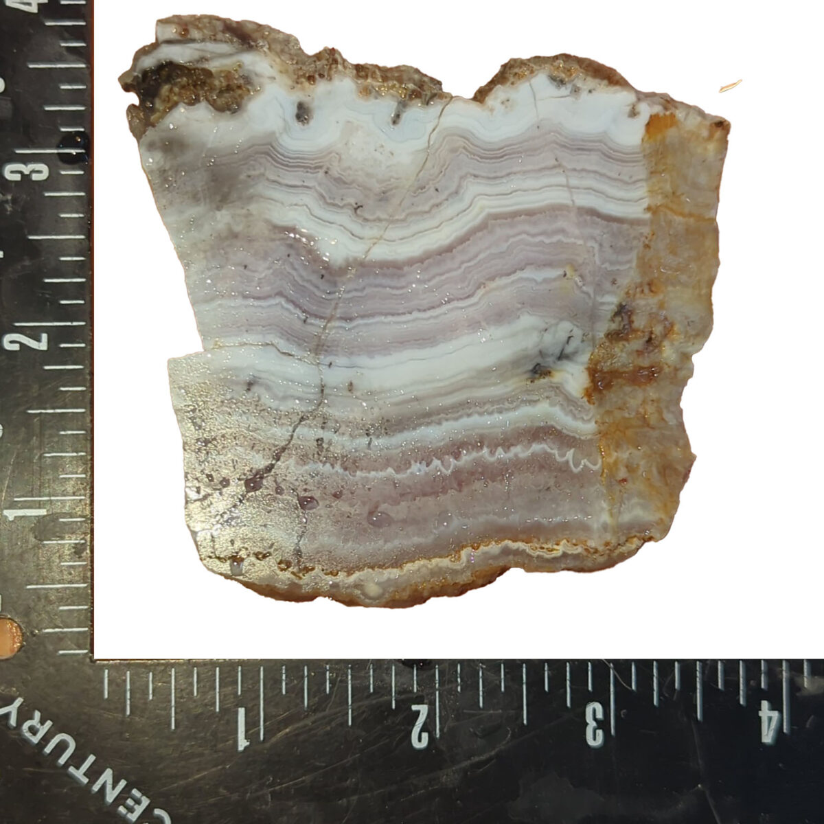 8530-sowbelly-agate-1